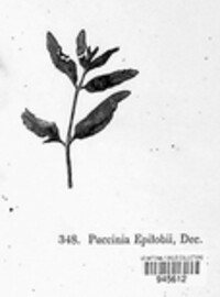 Puccinia epilobii image